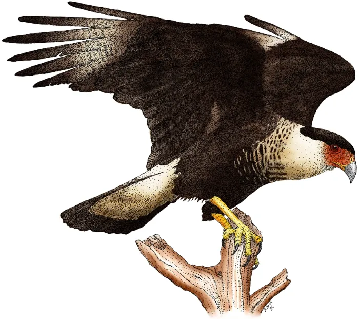 Framed Print : Northern Crested Caracara