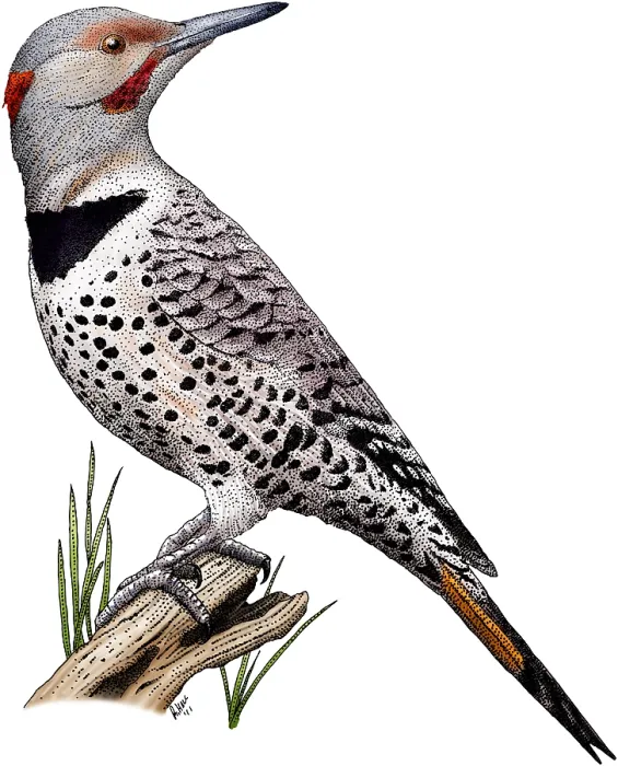 Framed Print : Northern Flicker Framed Print : Northern Flicker