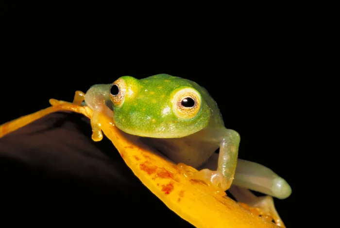 Framed Print : Northern Glass Frog Framed Print : Northern Glass Frog