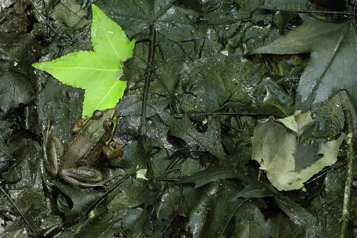 Framed Print : Northern Green Frog blending in with surrondings Framed Print : Northern Green Frog blending in with surrondings