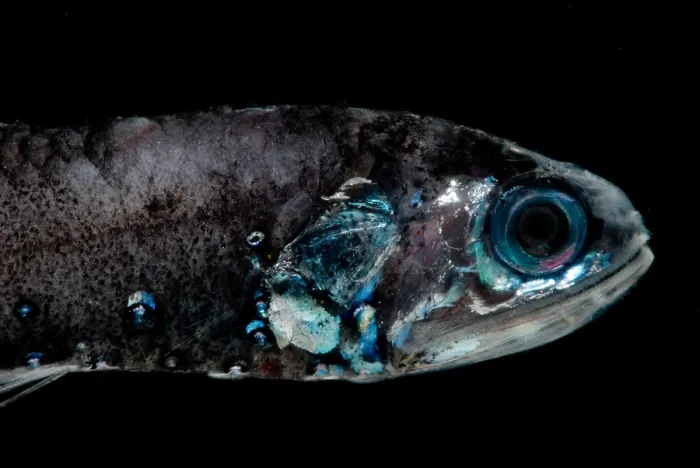 Framed Print : Northern Lampfish