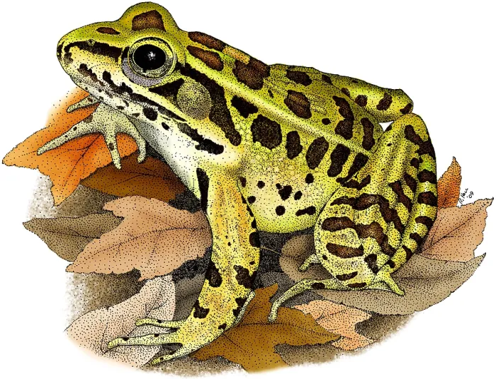 Framed Print : Northern Leopard Frog Framed Print : Northern Leopard Frog
