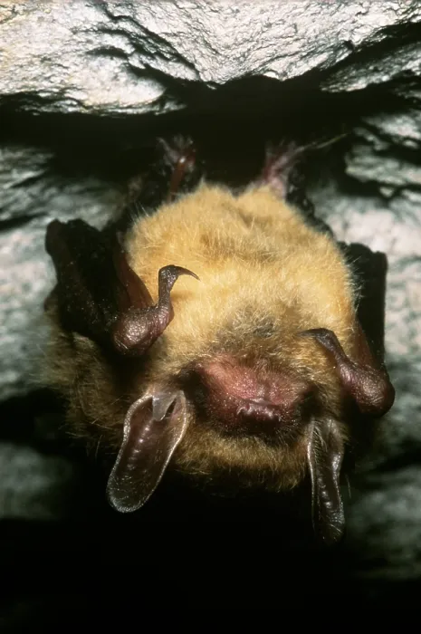 Framed Print : Northern Long-eared Bat