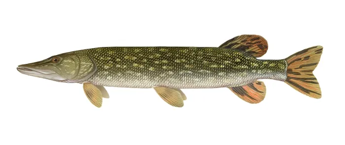 Framed Print : Northern Pike