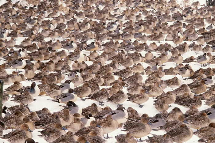 Framed Print : Northern Pintail Ducks Framed Print : Northern Pintail Ducks