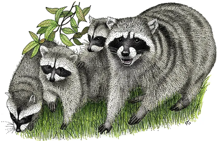 Framed Print : Northern Raccoons Framed Print : Northern Raccoons