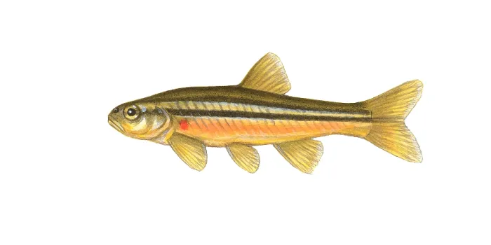 Framed Print : Northern Redbelly Dace Framed Print : Northern Redbelly Dace