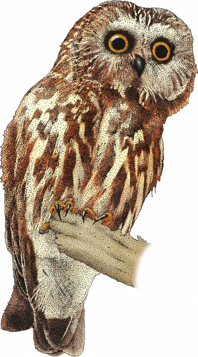 Framed Print : Northern Saw Whet Owl Framed Print : Northern Saw Whet Owl