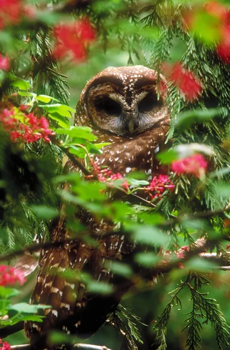 Framed Print : Northern spotted owl Framed Print : Northern spotted owl