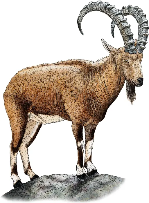 Framed Print : Nubian Ibex