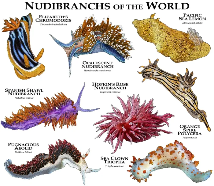 Framed Print : Nudibranches of the World Framed Print : Nudibranches of the World