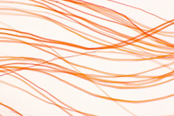 Framed Print : Nylon Fibers under a microscope