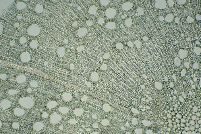 Framed Print : Oak Stem under a microscope Framed Print : Oak Stem under a microscope