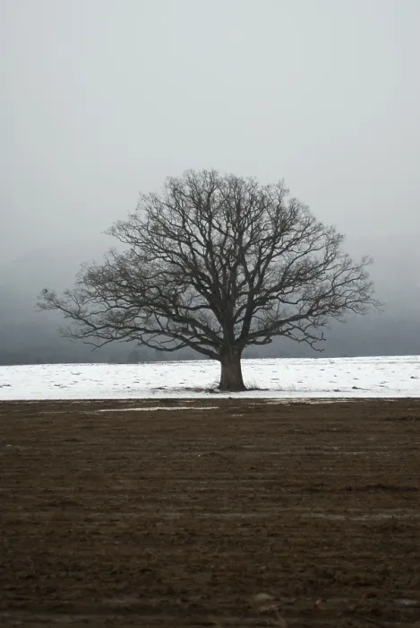 Framed Print : Oak tree in a field in winter