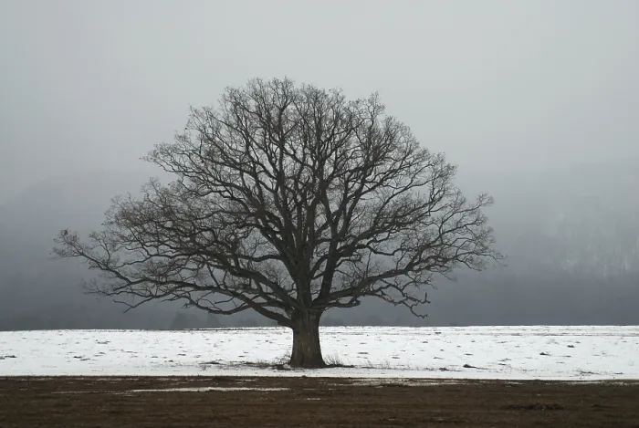 Framed Print : Oak tree in a field in winter