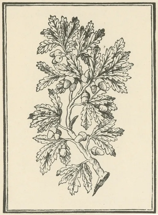 Framed Print : Oak Tree, Mattioli's Discorsi, 1544 Framed Print : Oak Tree, Mattioli's Discorsi, 1544