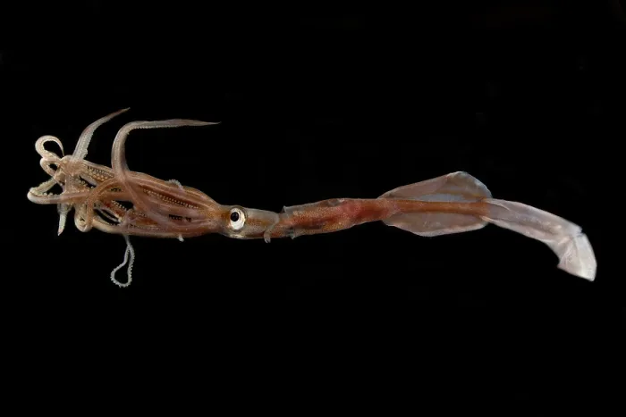 Framed Print : Oceanic squid (Asperoteuthis acanthoderma) Framed Print : Oceanic squid (Asperoteuthis acanthoderma)