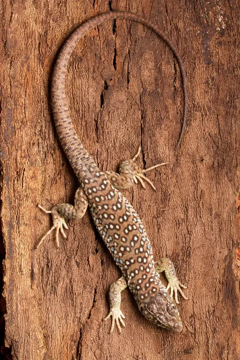 Framed Print : Ocellated Lizard (Timon lepidus) Framed Print : Ocellated Lizard (Timon lepidus)