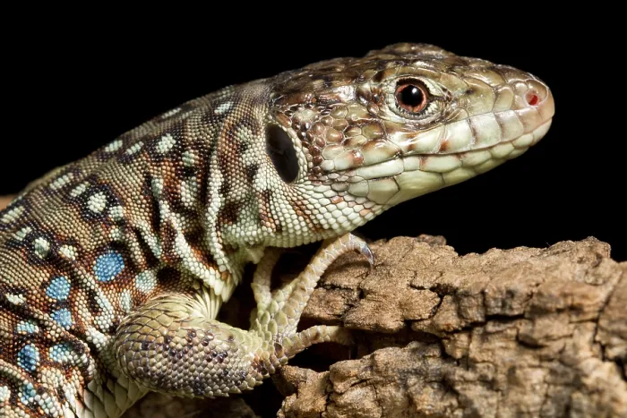 Framed Print : Ocellated Lizard (Timon lepidus) Framed Print : Ocellated Lizard (Timon lepidus)