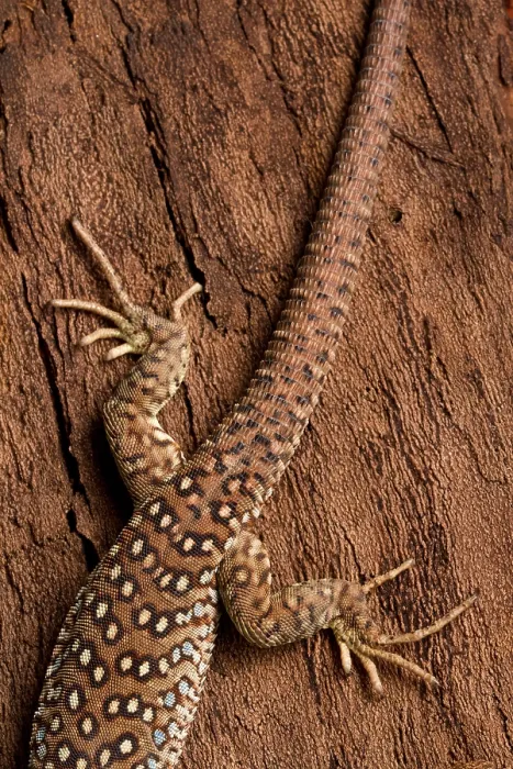 Framed Print : Ocellated Lizard (Timon lepidus) Framed Print : Ocellated Lizard (Timon lepidus)