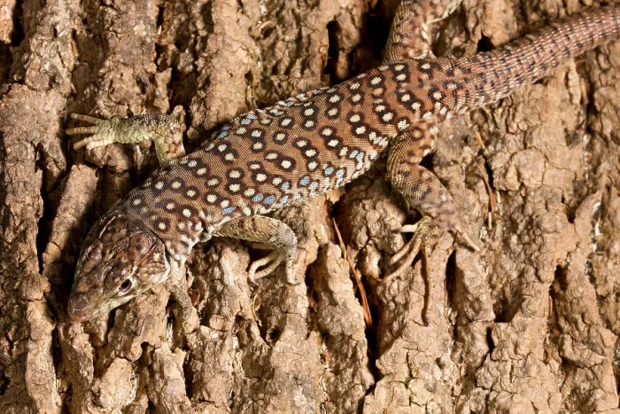 Framed Print : Ocellated Lizard (Timon lepidus)