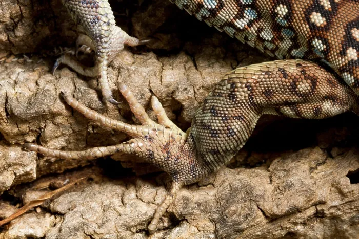 Framed Print : Ocellated Lizard (Timon lepidus) foot detail Framed Print : Ocellated Lizard (Timon lepidus) foot detail