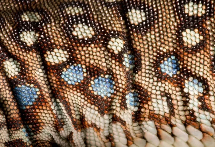 Framed Print : Ocellated Lizard (Timon lepidus) scale detail