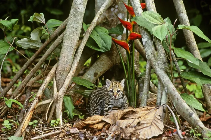 Framed Print : Ocelot (Leopardus pardalis)