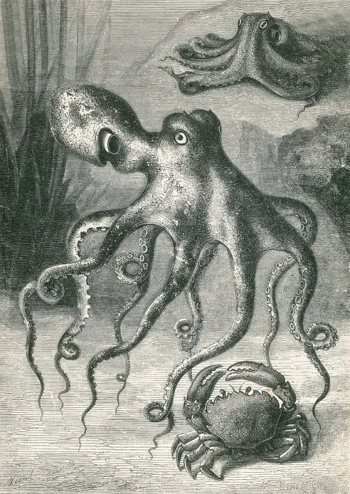 Framed Print : Octopi and Crab, 1833 Framed Print : Octopi and Crab, 1833
