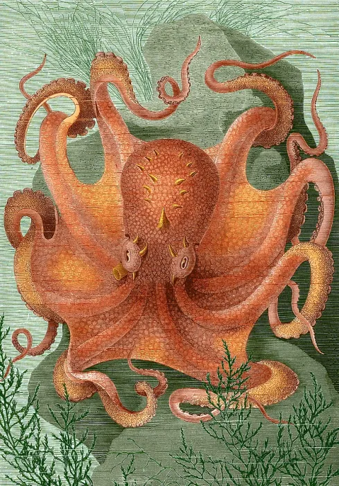 Framed Print : Octopus, 1878 Framed Print : Octopus, 1878