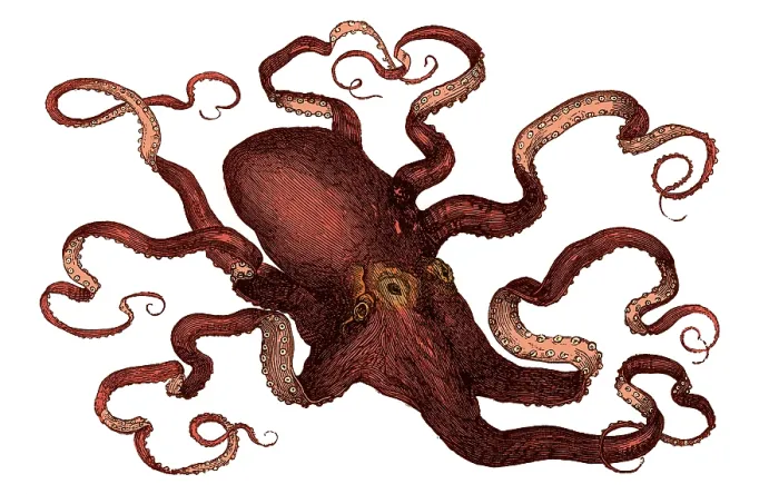 Framed Print : Octopus, 19th Century Framed Print : Octopus, 19th Century