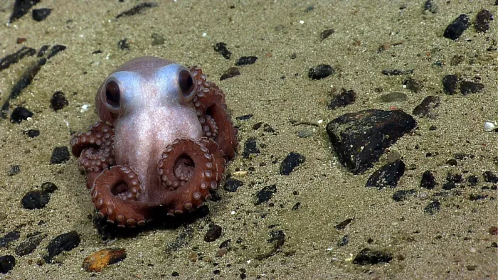 Framed Print : Octopus at Physalia Seamount