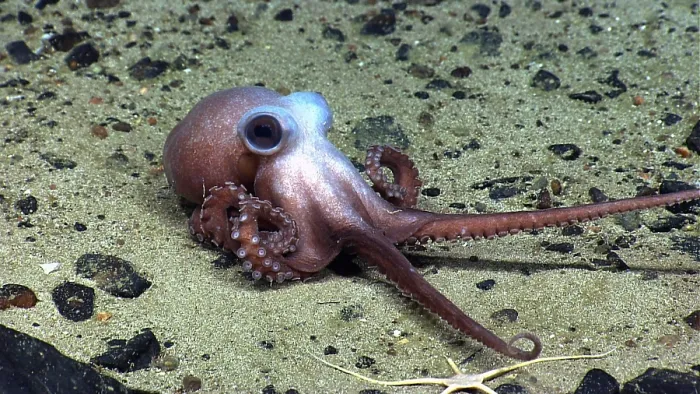 Framed Print : Octopus at Physalia Seamount