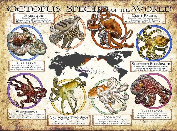 Framed Print : Octopus Species of the World