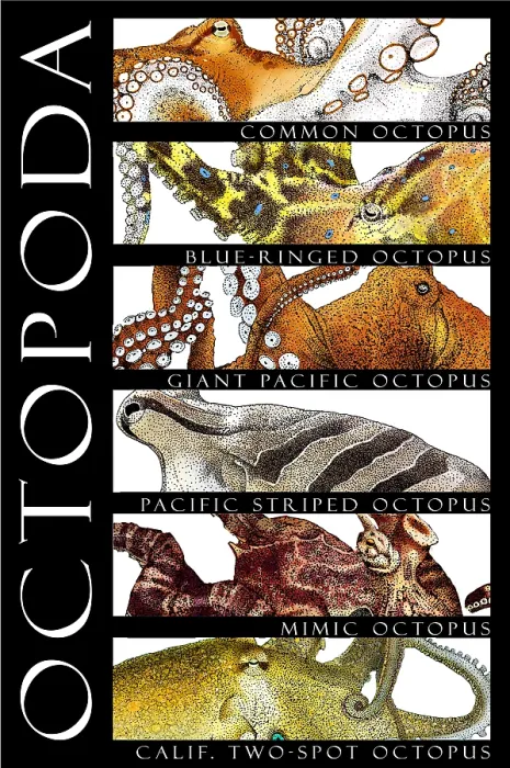 Framed Print : Octopus of the World Framed Print : Octopus of the World