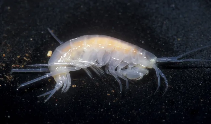 Framed Print : Oklahoma Cave Amphipod Framed Print : Oklahoma Cave Amphipod