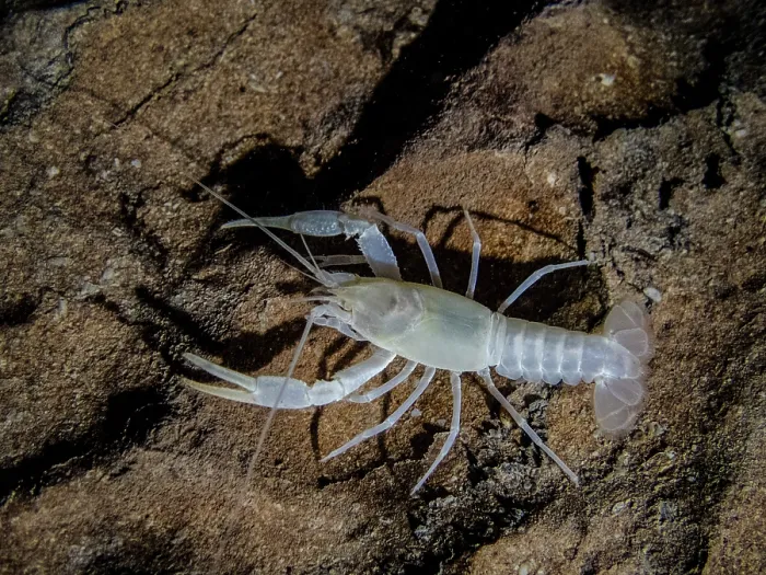 Framed Print : Oklahoma Cave Crayfish (Cambarus tartarus) Framed Print : Oklahoma Cave Crayfish (Cambarus tartarus)