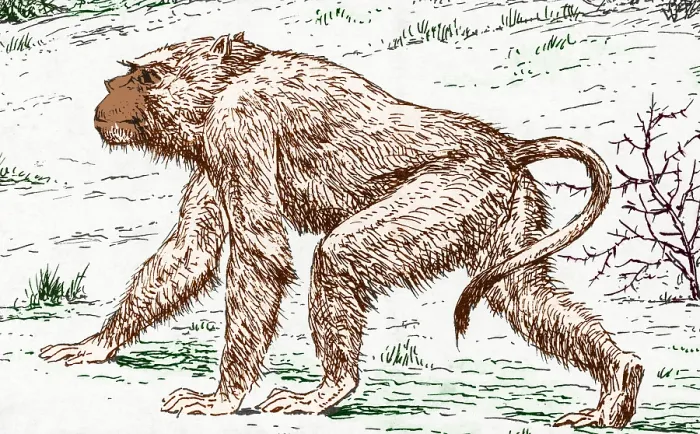 Framed Print : Old World Monkey, Extinct Animals Framed Print : Old World Monkey, Extinct Animals