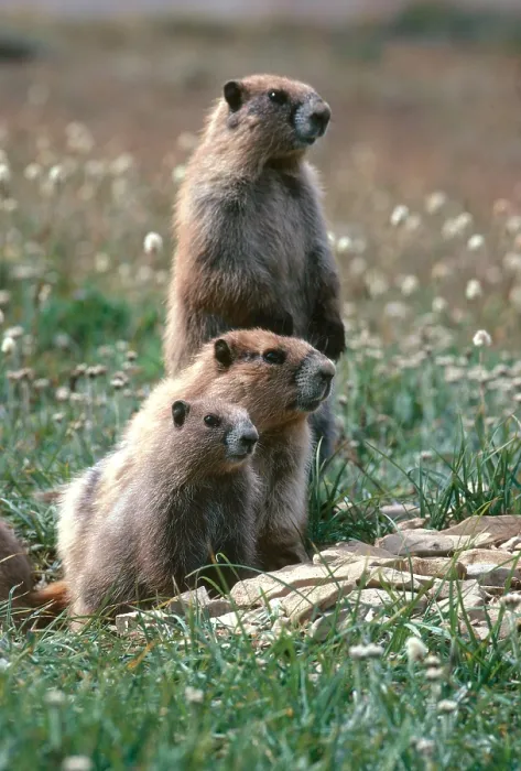 Framed Print : Olympic Marmots (Marmota olympus) Framed Print : Olympic Marmots (Marmota olympus)