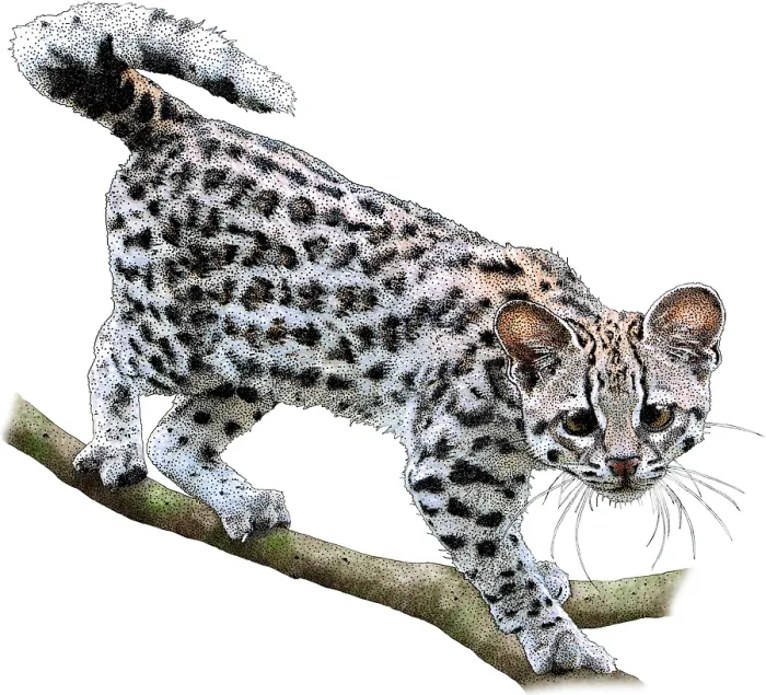 Framed Print : Oncilla, Leopardus tigrinus, Illustration Framed Print : Oncilla, Leopardus tigrinus, Illustration
