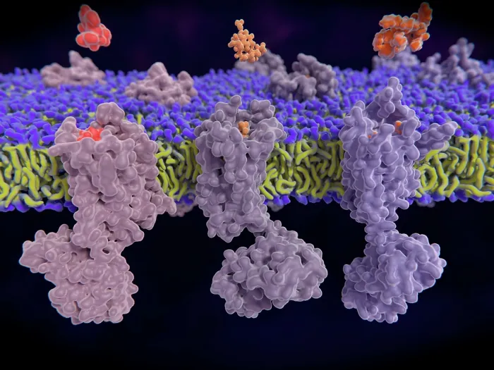 Framed Print : Opioid receptors, illustration
