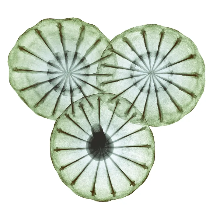 Framed Print : Opium Poppy Pods, X-ray