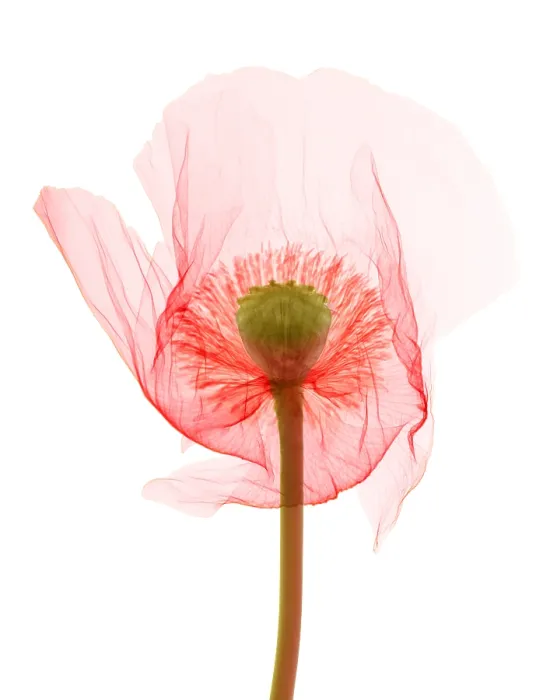 Framed Print : Opium Poppy, X-ray Framed Print : Opium Poppy, X-ray