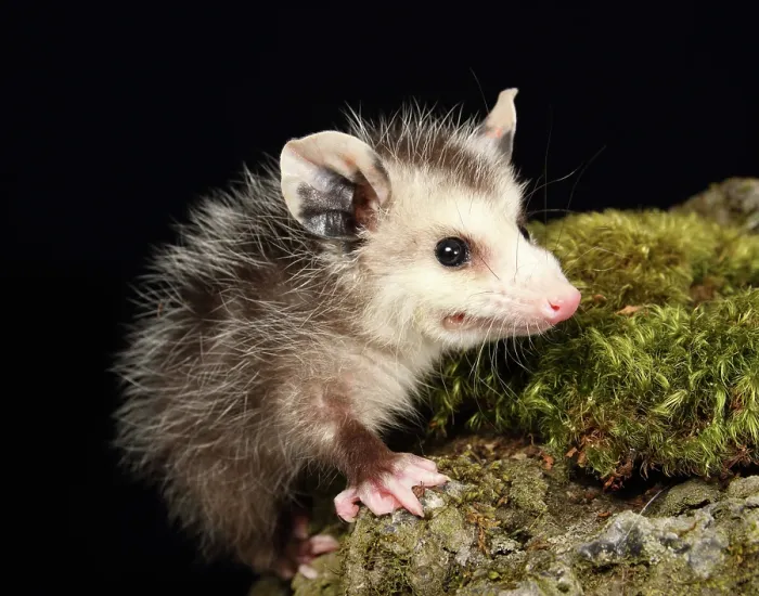 Framed Print : Opossum on Moss Covered Rock Framed Print : Opossum on Moss Covered Rock