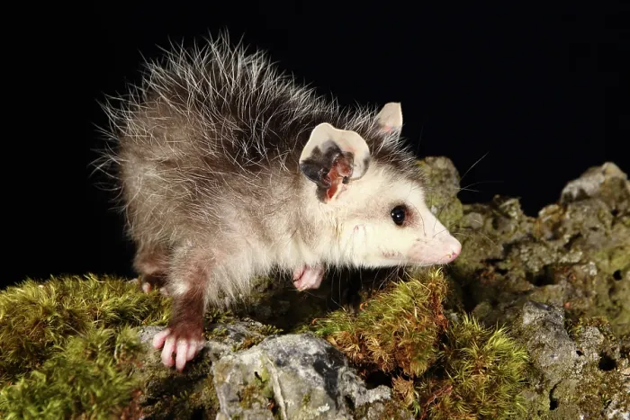 Framed Print : Opossum on Moss Covered Rock Framed Print : Opossum on Moss Covered Rock