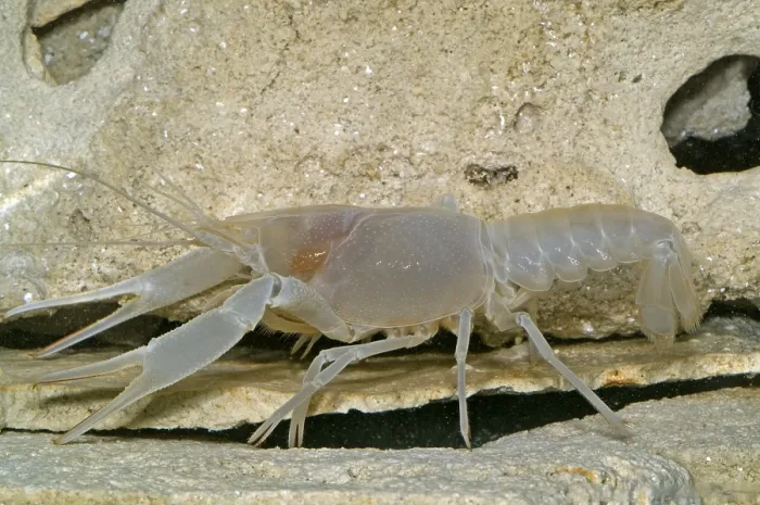 Framed Print : Orange Lake Cave Crayfish Framed Print : Orange Lake Cave Crayfish