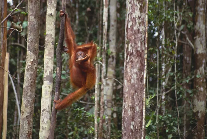 Framed Print : Orangutan. Borneo, Sarawak, Orangutan (Pongo pongo pygmaeus) hanging on tree trunk