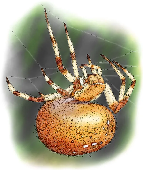 Framed Print : Orb-Weaver Spider Framed Print : Orb-Weaver Spider