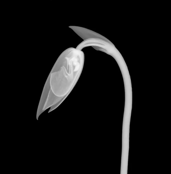 Framed Print : Orchid Flower Bud X-Ray