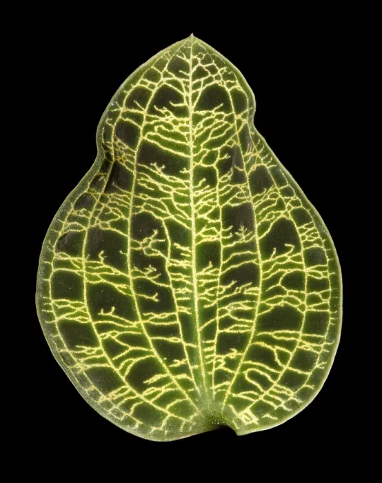 Framed Print : Orchid Leaf